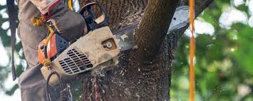 Reliable Orange, VA Tree Care Services Solutions